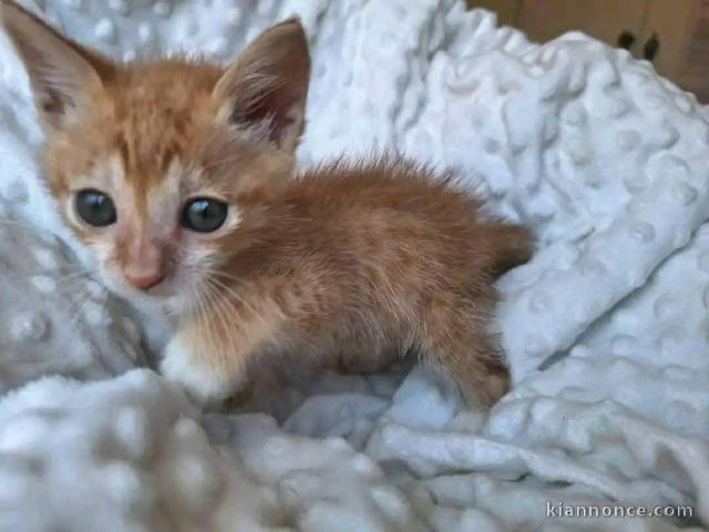 Petit chaton disponible femelle a donner 