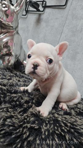 Chiot bouledogue français 