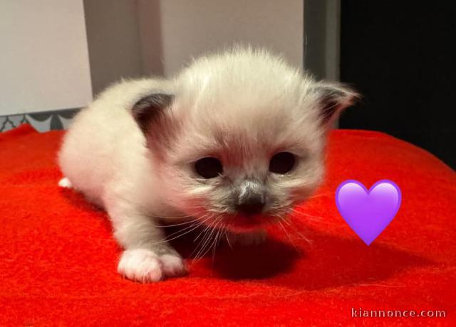 chaton disponible à partir 