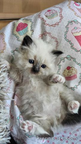 chaton sacré brimanie a donner 