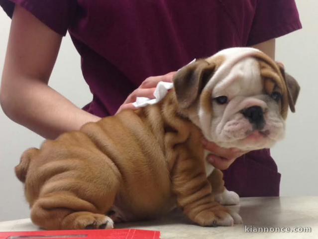 Bébé chiot bulldog anglais 