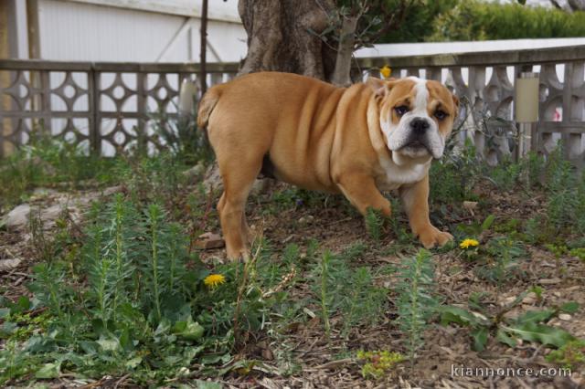 chiot bulldog anglais a donner contre bon soin 