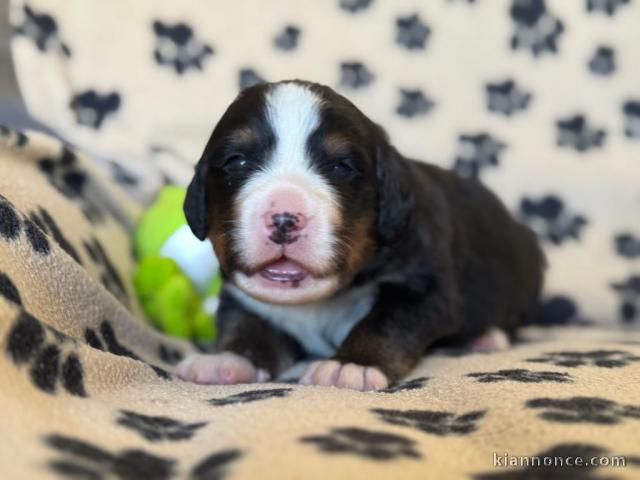 adorable chiot bouvier bernois pour adoption 