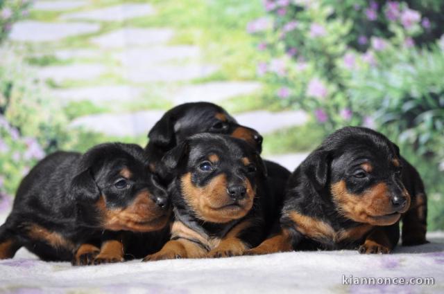 chiot Pinscher nain à adopter mâle et femelle 