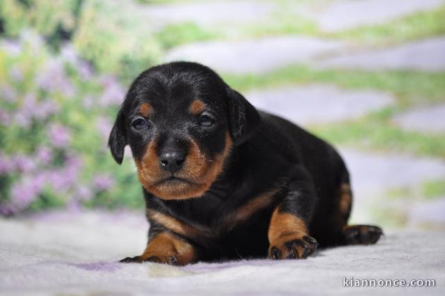 adorable chiot Pinscher nain a donner contre bon soin 