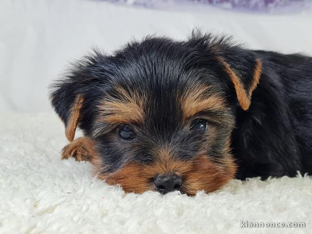 chiot type yorkshire terrier mâle a donner 