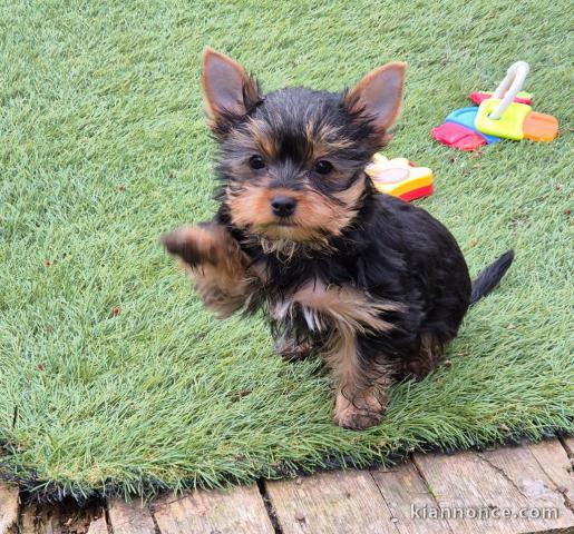 chiot Yorkshire femelle a donner 