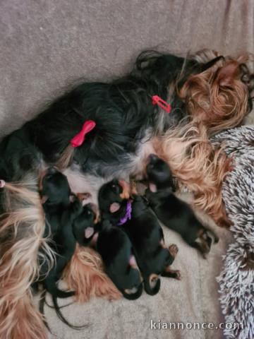 chiot Yorkshire femelle a donner 