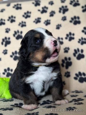 chiot bouvier bernois a donner femelle 
