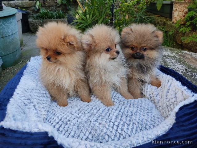 Adorable chiot spitz allemand a donner 