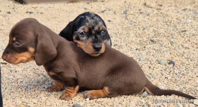 chiot Teckels nain à adopter 