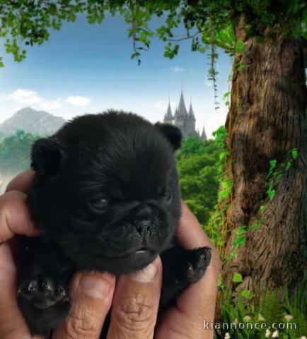 chiot type carlin a donner 