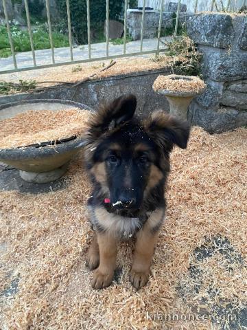 chiot berger allemand lof disponible pour adoption 