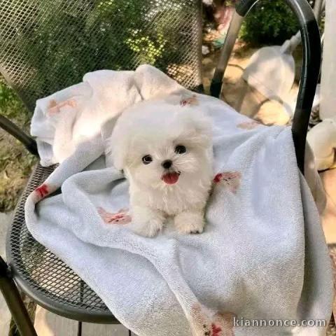 chiot bichon maltais mâle a donner 