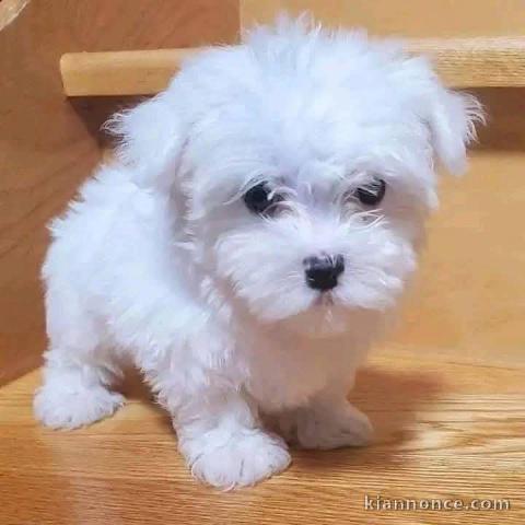 chiot bichon maltais femelle a donner 
