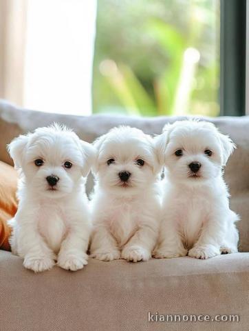 Je donne chiot bichon maltais 