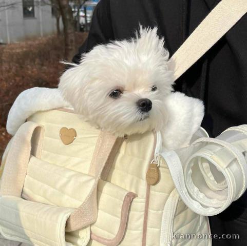 Petit chiot bichon maltais femelle a donner 