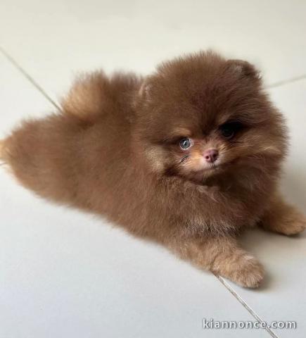 Chiot spitz nain Poméranie adorable 