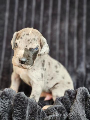 chiot dogue allemand a donner femelle 