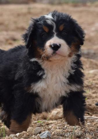 chiot bouvier bernois a donner 