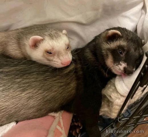 Adorable furet a donner 