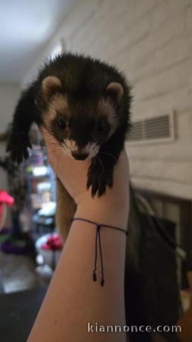 adorable furets disponible 