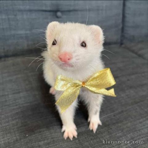 Furets femelle a donner 