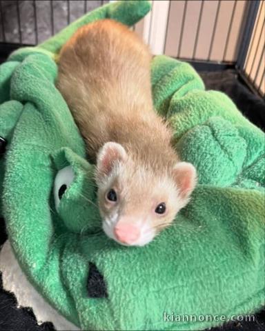 À adopter furets disponible 