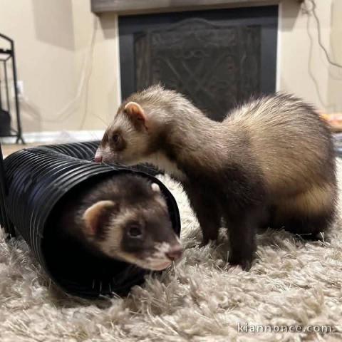 Furets a donner femelle et mâle 