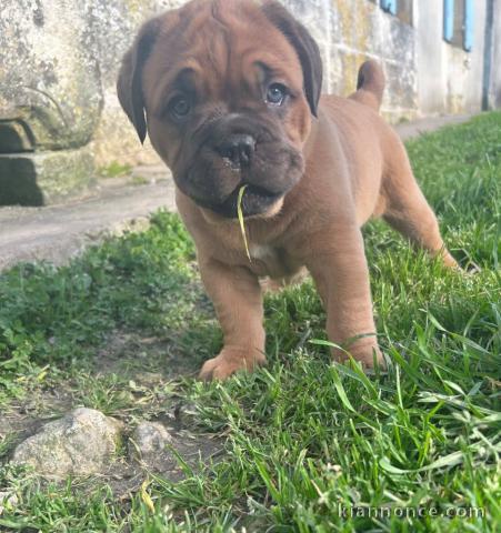 chiot dogue bordeaux a donner femelle 