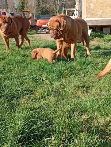Adoption chiot dogue bordeaux a cédé 