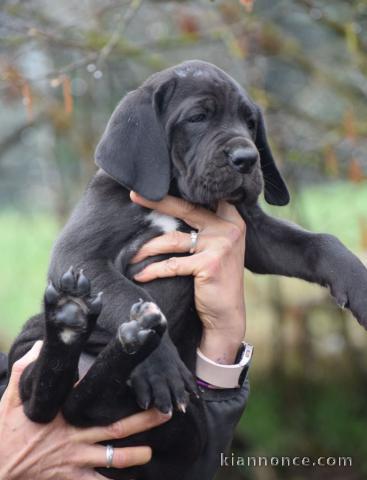 chiot dogue allemand a donner 