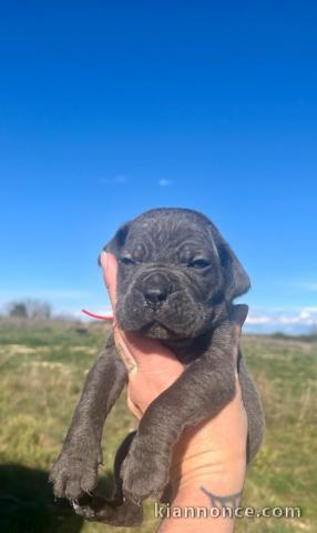 chiot Cane Corso lof mâle à donner 