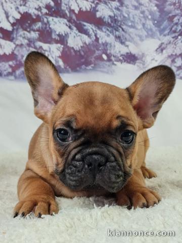 chiot bouledogue français disponible pour adoption 
