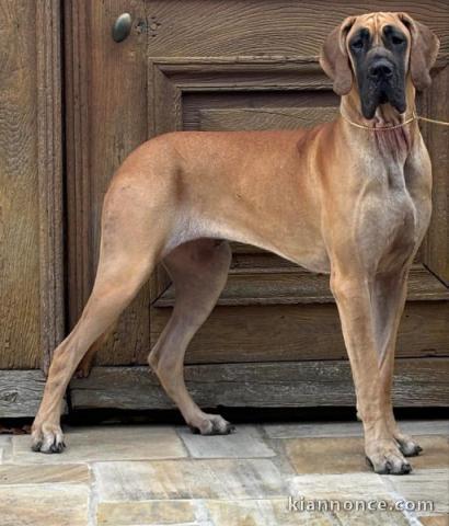 chiot dogue allemand a donner 