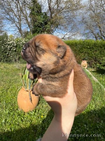 Chiot chow-chow pour adoption 