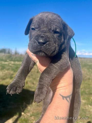 chiot cane corso a cédé 