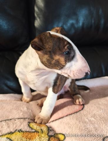 chiot bull terrier mâle a donner 