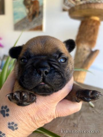 chiot bouledogue français à adopter 