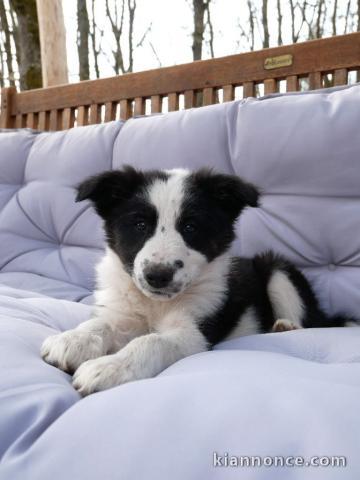 chiot border collier a donner 