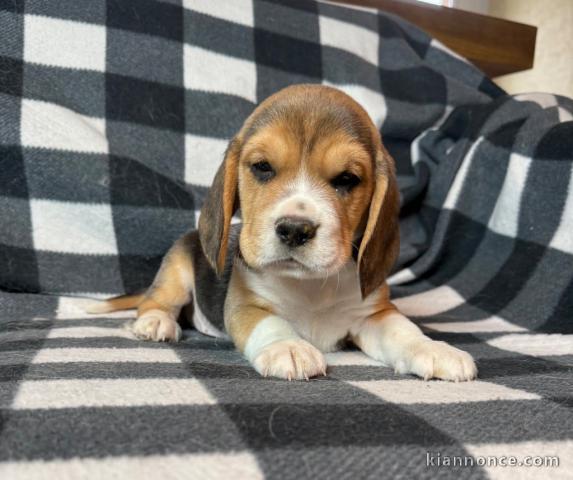 À adopter chiot beagle lof 