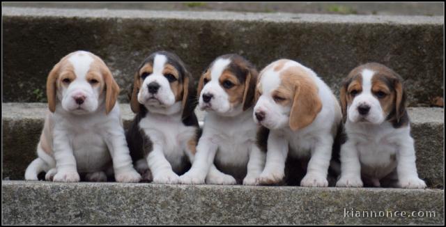 Bébé chiot beagle lof femelle et mâle 