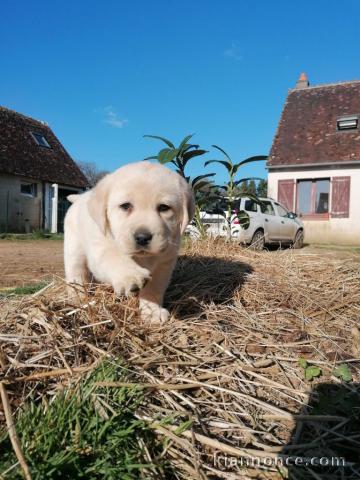 chiot golden retriever mâle à céder 