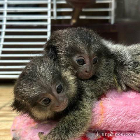 Adorable singe capucin a donner contre bon soin 