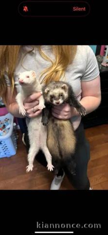 Bébé furet a donner contre bon soin 