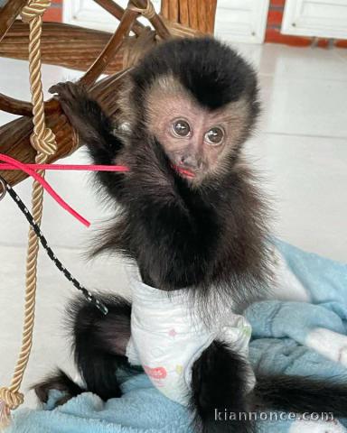 Singe capucin a adopter 