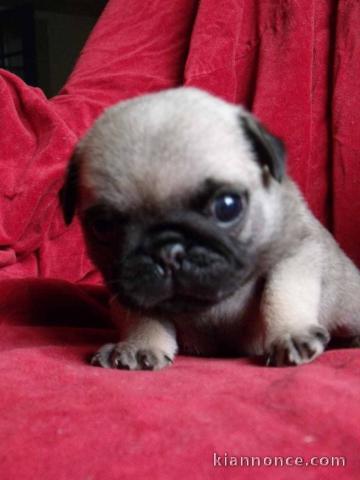 chiot type carlin pour adoption 