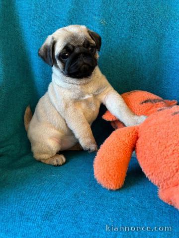 chiot carlin disponible pour adoption Femelle 