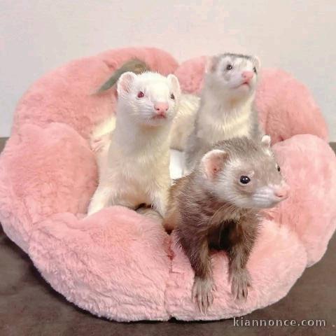 Furet a donner femelle et mâle 