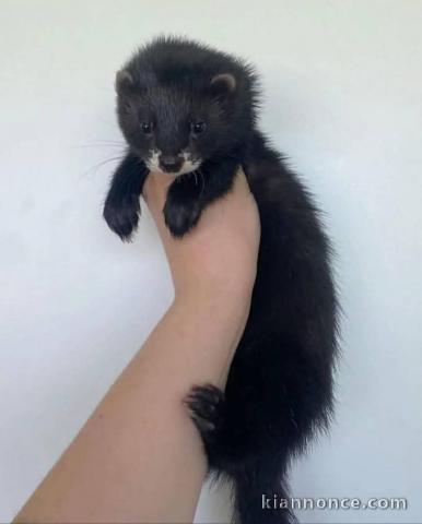 Furets a donner femelle et mâle disponible 